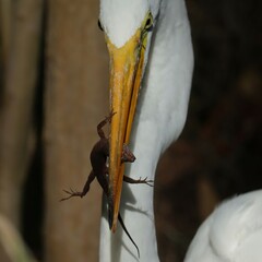Great Egret Lizard Catch Circle B Bar Reserve Florida