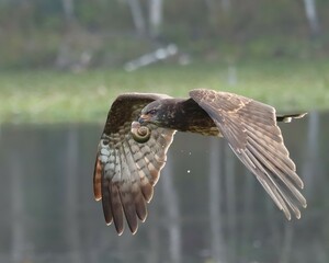 Endangered Snail Kite Evolutionary Wonder Florida