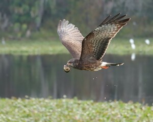 Endangered Snail Kite Evolutionary Wonder Florida