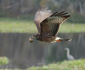 Endangered Snail Kite Evolutionary Wonder Florida