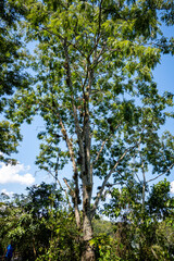 Brasilien, Pflanzen, Tiere, Landschaften, Wasser