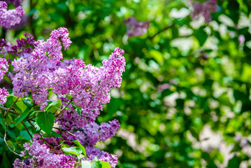 Obraz premium Pink lilac blooms in the Botanical garden 