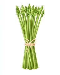 Fototapeta premium Isolate for advertising Fresh asparagus bundled with twine.