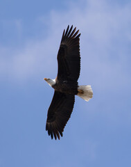 Bald Eagle in Flight