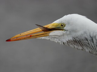 Great Egret Fish Catch Swallow Paynes Prairie Florida