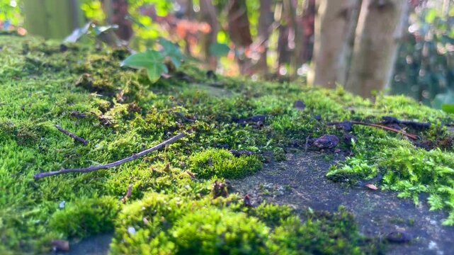 moss, rock, sticks, ivy close up with blurred tree tranks and river on the background, sunlight