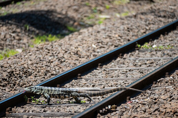 Naklejka premium Brasilien, Pflanzen, Tiere, Landschaften, Wasser