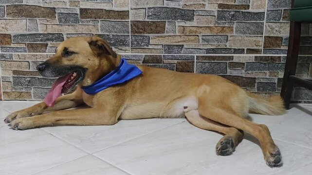 PERRO JADEANDO DESCANSANDO DESPUES DE UN PASEO.