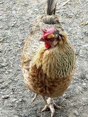 Brown chicken standing on gravel surface outdoors