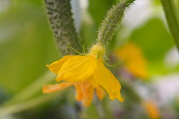 a green branch with a yellow cucumber flower and a small ovary on the background of a ripe vegetable on a branch in a greenhouse on a garden plot. The concept of growing vegetables on your own