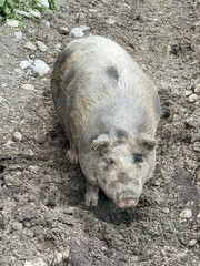 Muddy pig standing on rough soil in natural farm setting