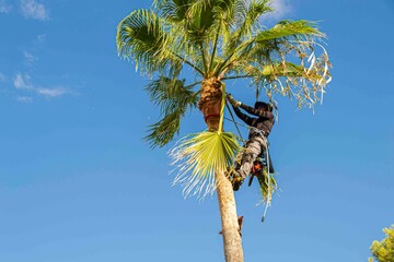 Latin palm tree pruner with a safety harness pruning the leaves of a palm tree with a specific tool.