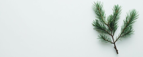 Obraz premium Minimalist pine branch on white background: simplicity in nature
