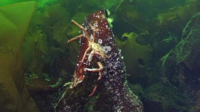 In cold waters beneath Arctic ice, graceful spider crab named Hyas traverses vibrant seaweed leaf. Searching for food, it showcases beauty of marine life in pristine White Sea ecosystem.