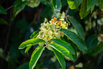 Fototapeta premium Brasilien, Pflanzen, Tiere, Landschaften, Wasser 