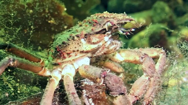 Beneath the Arctic ice, a spider crab gracefully navigates a vibrant seaweed leaf in the frigid waters of the White Sea.