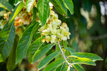Fototapeta premium Brasilien, Pflanzen, Tiere, Landschaften, Wasser 