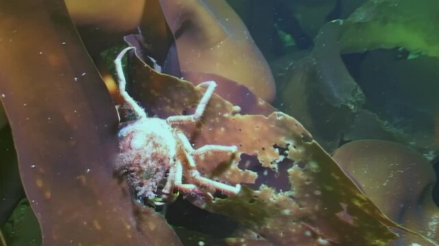 In the cold depths of the White Sea, a spider crab named Hyas delicately maneuvers on a seaweed leaf, its tenacious search for food bringing life to the frozen underwater landscape.