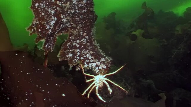 In cold waters of Arctic, spider crab Hyas gracefully navigates vibrant seaweed leaf, searching for food beneath enchanting ice of White Sea, revealing its unique habitat and behavior.