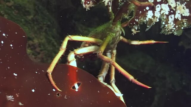 In frigid depths of White Sea, spider crab scours seaweed leaf for nourishment, navigating vibrant marine habitat beneath Arctic ice. Witness nature's delicate balance in this icy realm.
