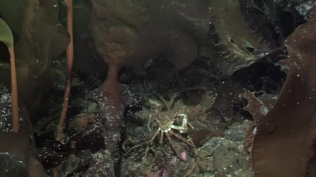 In frigid waters of White Sea, spider crab navigates intricate seaweed, searching diligently for food among frozen realm. Life thrives under Arctic ice as nature showcases its wonders.