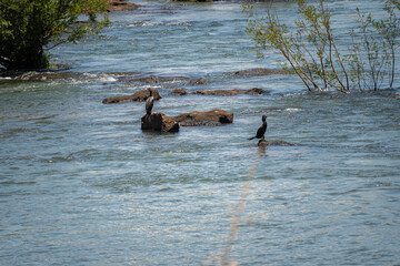 Brasilien, Pflanzen, Tiere, Landschaften, Wasser
