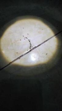 a group of ants eating on the floor under the light of a flashlight