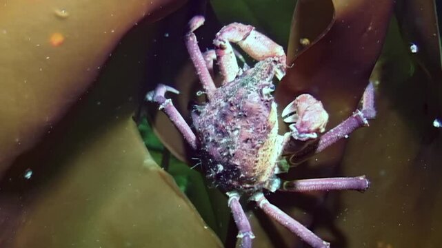 Witness the unique behavior of a spider crab Hyas as it delicately navigates a vibrant seaweed leaf in the frigid waters of the White Sea, foraging for food in its icy habitat.