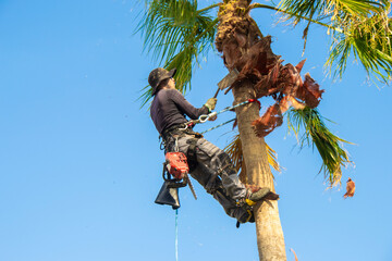 Fototapeta premium Hispanic man in a safety harness clearing a palm tree trunk with a special tool.