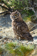 Obraz premium Great Horned Owl, Bubo virginianus nacurutu, Peninsula Valdes, Patagonia, Argentina.