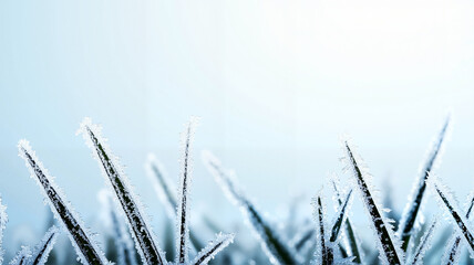 Obraz premium Frosty grass blades against a soft blue background