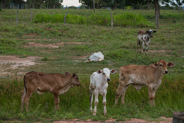 Brasilien, Pflanzen, Tiere, Landschaften, Wasser
