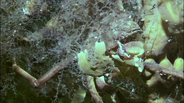 In frigid waters beneath Arctic ice, spider crab Hyas forages for food amongst seaweed and marine debris. This journey unfolds in enchanting depths of White Sea, revealing nature's wonders.