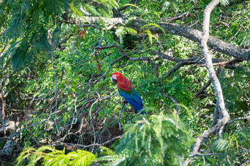 Brasilien, Pflanzen, Tiere, Landschaften, Wasser
