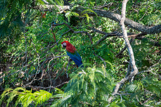 Ein roter Ara mit blau schimmernden Fl&uuml;geln thront auf einem Zweig zwischen dichtem gr&uuml;nem Laub im tropischen Regenwald Brasiliens