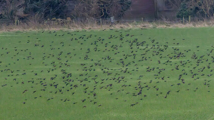 Huge Flock of lapwings on the Marlborough Downs.