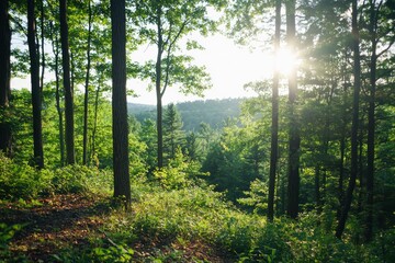 Obraz premium Subtle wind movement enhances backlit foliage in serene woodland scene nature landscape gigapixel environment