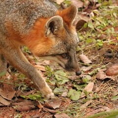 Obraz premium Gorgeous Curious Prowling Grey Gray Fox in Warm Homosassa Springs