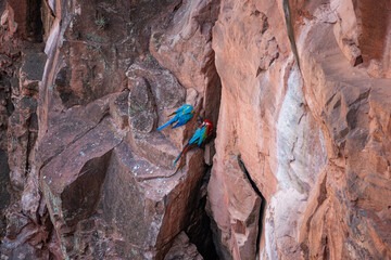 Brasilien, Pflanzen, Tiere, Landschaften, Wasser
