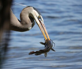Great Blue Heron Skilled Hunter Fish Catch Paynes Prairie Florida