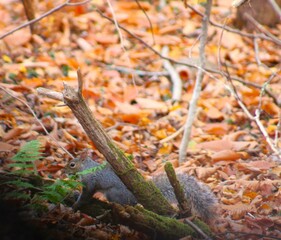 Squirrel in falltime