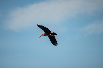 Brasilien, Pflanzen, Tiere, Landschaften, Wasser
