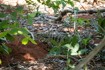 Brasilien, Pflanzen, Tiere, Landschaften, Wasser
