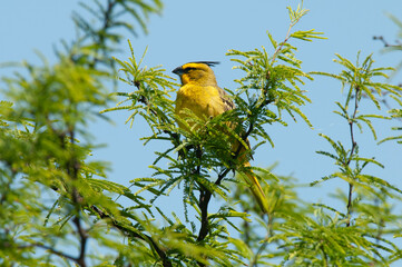 Obraz premium Yellow Cardinal, Gubernatrix cristata, Endangered species in La Pampa, Argentina