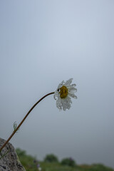 Daisy with dew on it
