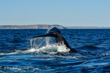 Sohutern right whale tail,Peninsula Valdes, Chubut, Patagonia,Argentina
