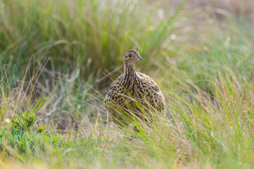 Tinamou in grassland environment, Pampas, Argentina