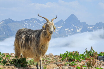 A herd of goats .Verçenik Summit . Herd of goats, high mountains in the background, plateau....
