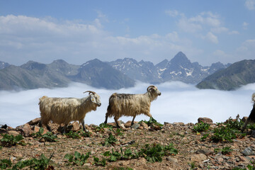 Obraz premium A herd of goats .Verçenik Summit . Herd of goats, high mountains in the background, plateau. Tahpur Plateau, Rize, Türkiye