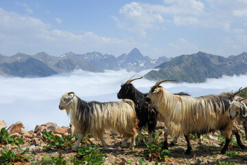 A herd of goats .Verçenik Summit . Herd of goats, high mountains in the background, plateau....